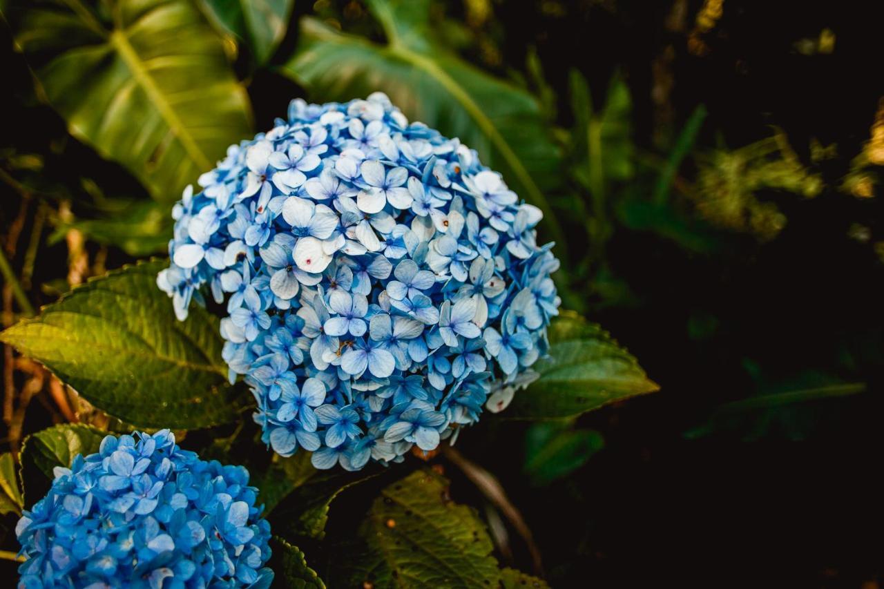 Sitio Das Hortensias Chales Conceição da Ibitipoca Exterior foto